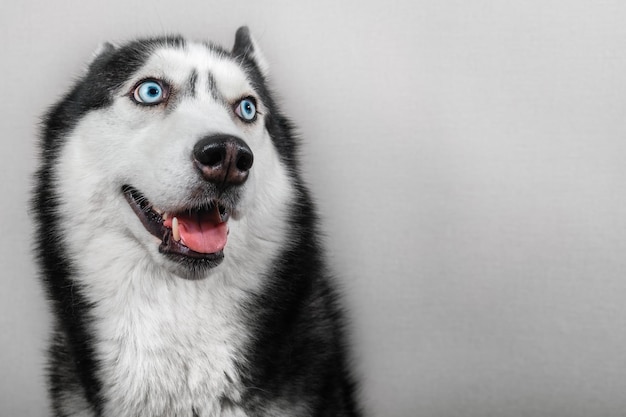 Studioporträt eines blauäugigen sibirischen Husky-Hundes auf grauem Hintergrund