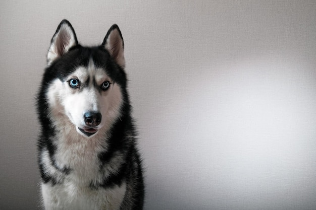 Studioporträt eines blauäugigen sibirischen Husky-Hundes auf grauem Hintergrund