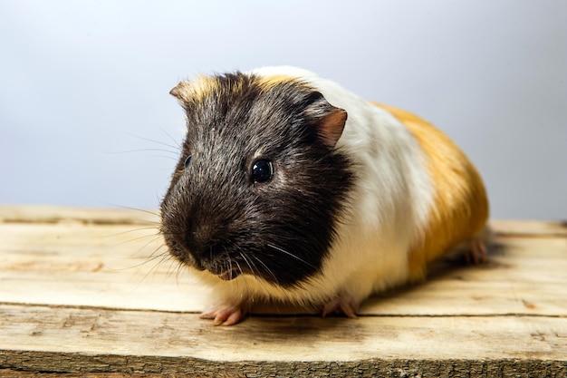 Studioporträt eines Meerschweinchens auf blauem Hintergrund