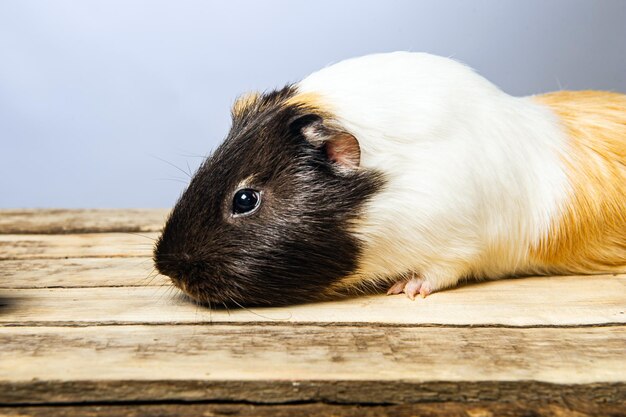 Foto studioporträt eines meerschweinchens auf blauem hintergrund