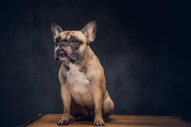 Studioporträt eines süßen Hundes. Mops züchten.