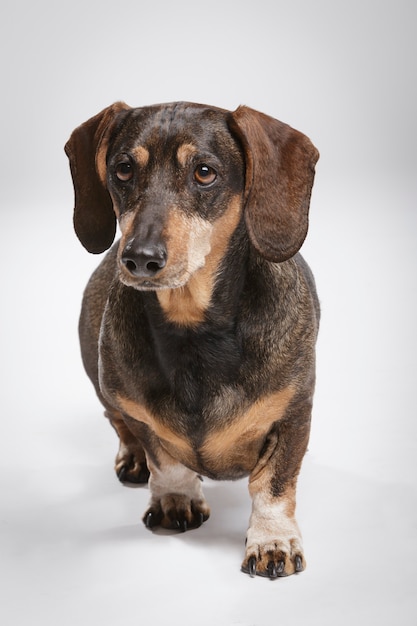 Studioportrait eines ausdrucksstarken Teckel-Hundes vor neutralem Hintergrund