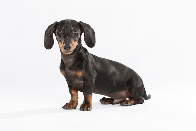 Studioportrait eines ausdrucksstarken Teckel-Hundes vor weißem Hintergrund