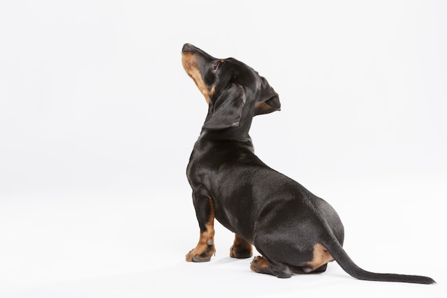 Studioportrait eines ausdrucksstarken Teckel-Hundes vor weißem Hintergrund