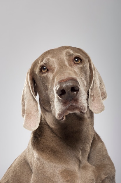 Studioportrait eines ausdrucksstarken Weimaraner Hundes vor weißem Hintergrund