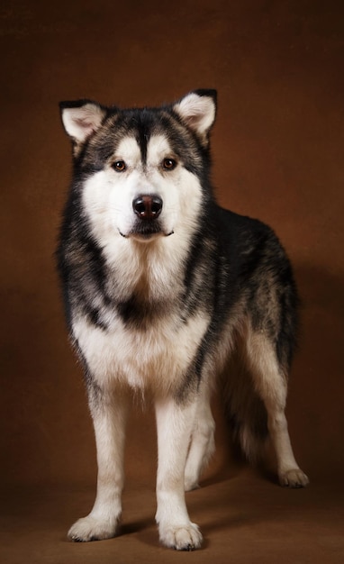 Studo foto de perro malamute de alaska de pie en blackground marrón y mirando a la cámara