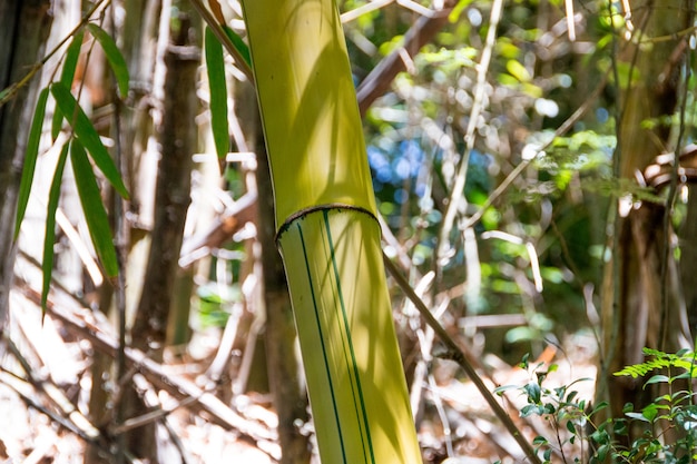 Stück Bambus im Freien in Rio de Janeiro Brasilien