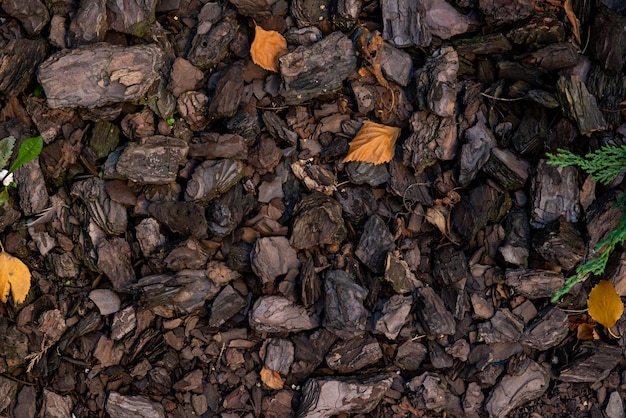 Stücke von Kiefernrinde sind auf der Erdoberfläche mit Teppich ausgelegt Konzept des Bodenmulchens in der Landschaftsgestaltung