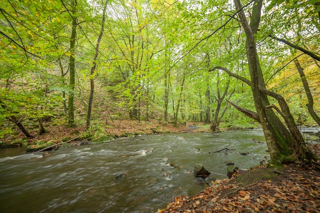 Stürmischer Fluss, der durch den Frühlingswald fließt