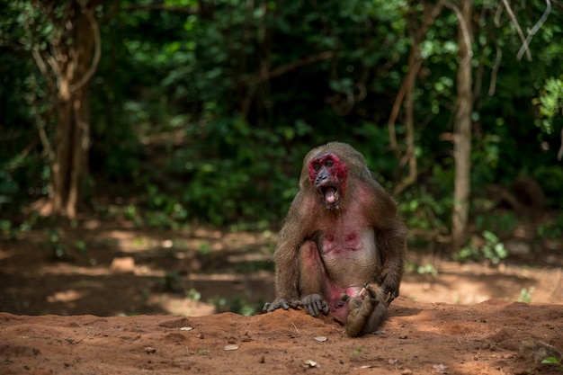 Stummelschwanzaffe, Bärenaffe (Macaca arctoides)