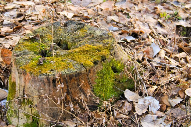 Stumpf mit Moos im Wald