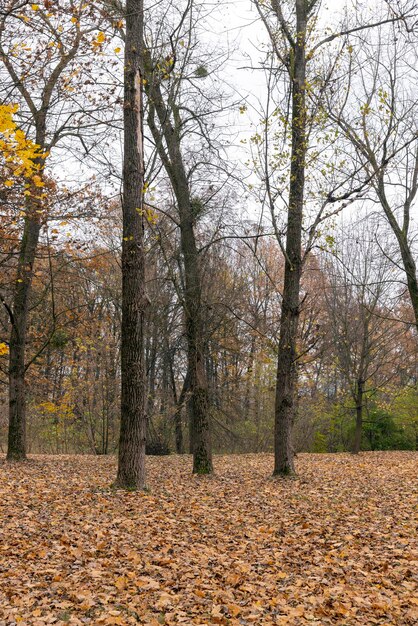 Stumpfes orangefarbenes Laub auf Bäumen bei trübem Herbstwetter