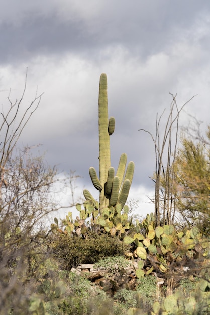 Sturm durch Saguaro National Park Tucson