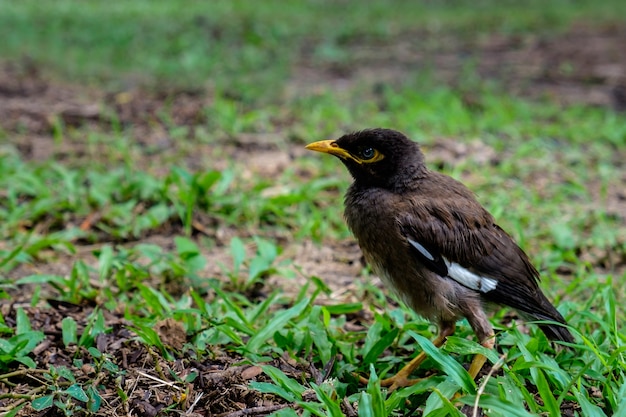 Sturnidae ou Gracula religiosa Aves Comum no Sul e Sudeste da Ásia