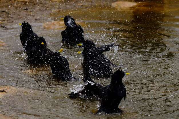 Sturnus unicolor der schwarze Star ist eine Sperlingsvogelart aus der Familie der Sturnidae