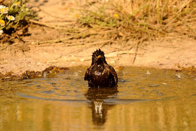 Sturnus unicolor der schwarze Star ist eine Sperlingsvogelart aus der Familie der Sturnidae