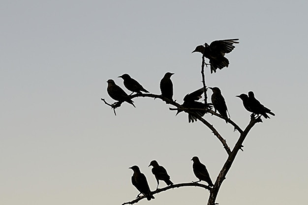 Sturnus unicolor el estornino negro es una especie de ave paseriforme de la familia sturnidae