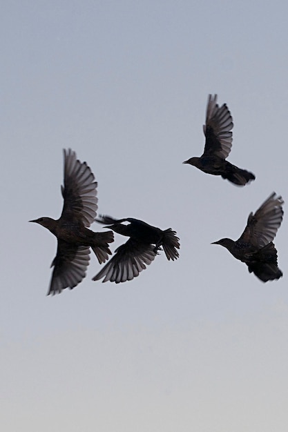 Sturnus unicolor, o estorninho preto é uma espécie de passeriformes da família sturnidae