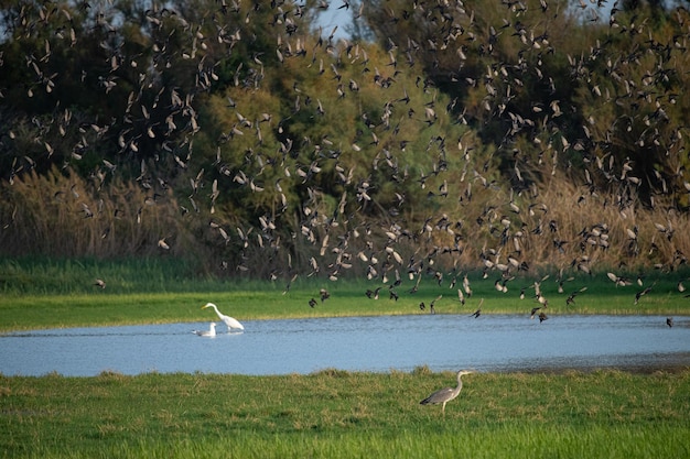 Sturnus vulgaris Estorninos volando en las marismas del Empordà Girona Cataluña España