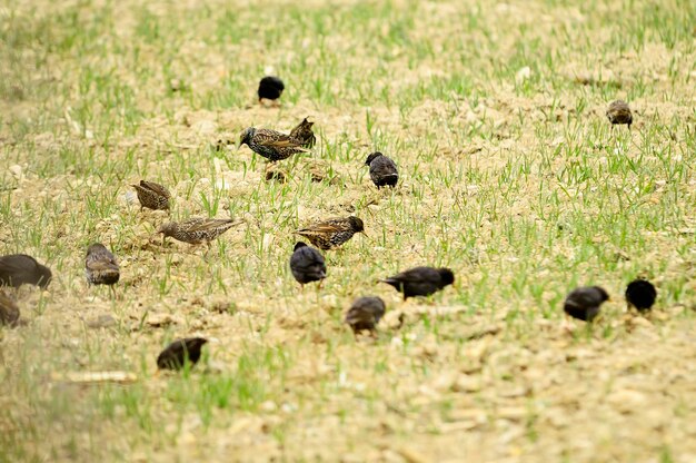 Sturnus vulgaris - o estorninho comum é uma espécie de pássaro passeriforme da família sturnidae.