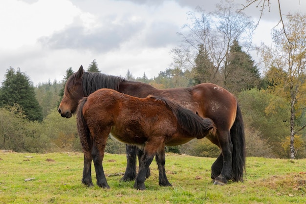 Stute, die ihr kleines Pferd säugt