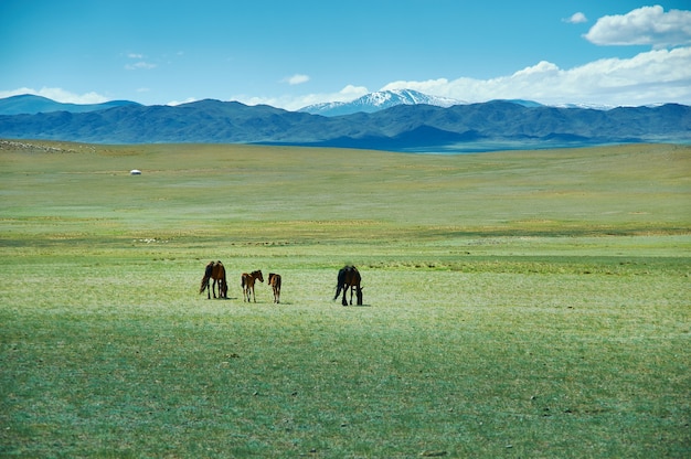 Stute mit einem süßen Fohlen auf der Weide, typisch mongolische Landschaft, Provinz Uvs in der Mongolei