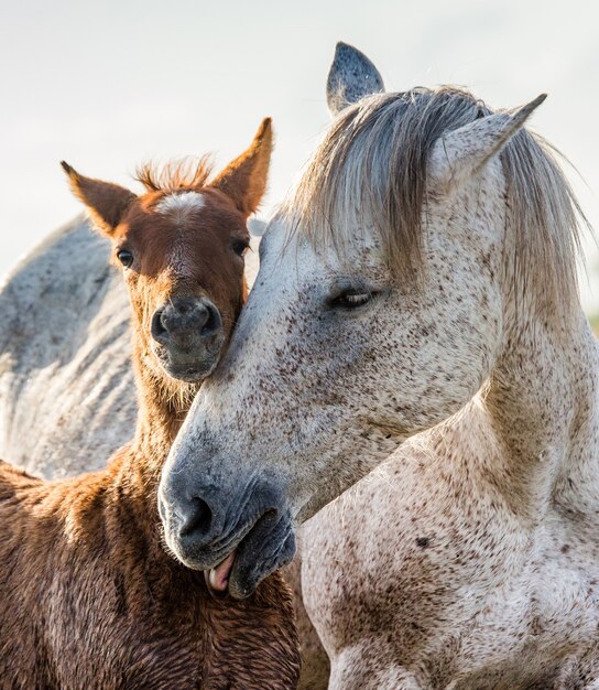 Stute mit ihrem Fohlen. Weißes Camargue-Pferd