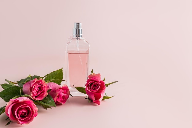 Stylische Flasche mit Frauenparfüm auf pastellfarbenem Hintergrund zwischen den Knospen einer rosa Tee-Rose Ein Kopierraum Parfüm und Schönheitskonzept