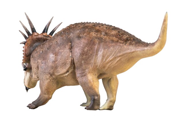 Styracosaurus-Dinosaure auf einem isolierten Hintergrund