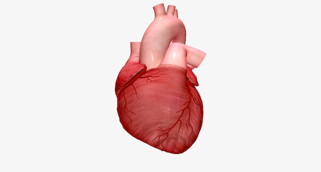 Su corazón es un órgano muscular que se encarga de bombear b