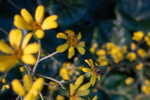 En su mayoría flores amarillas borrosas sobre fondo de hojas de color verde oscuro Una abeja polinizando su flor Fondo de pantalla de naturaleza de verano de planta de leopardo floreciente planta de asiento de tractor o planta de leopardo verde