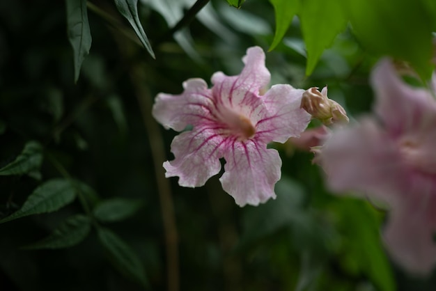 En su mayoría flores de color rosa exóticas borrosas sobre fondo de hojas verdes Primer plano de vid de trompeta rosa Fondo de pantalla de naturaleza de verano