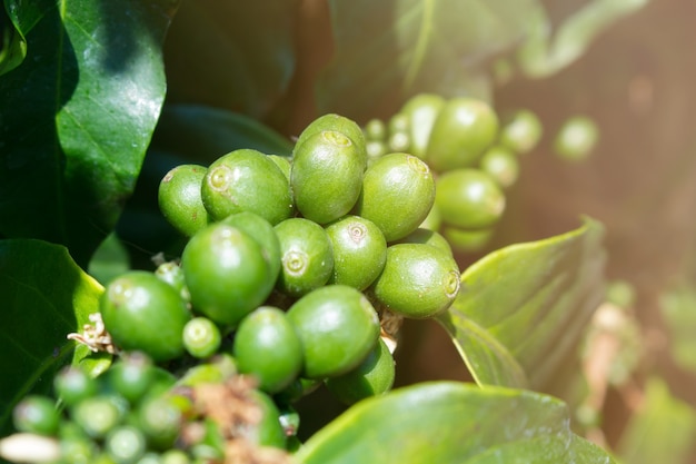 Suave enfocado de los granos de café inmaduros en el árbol de café.