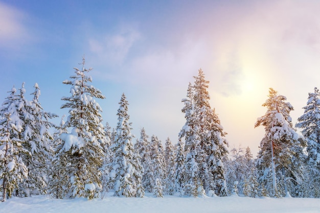 Suave invierno Sundown paisaje de bosque nevado del norte abetos cubiertos de nieve