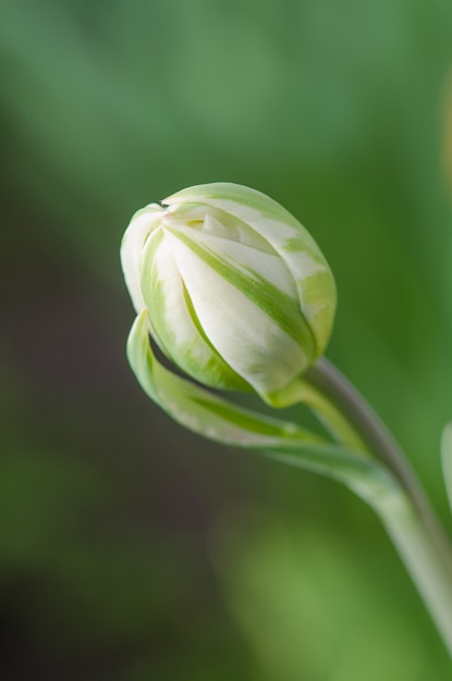 Suave príncipe blanco flor de tulipán.