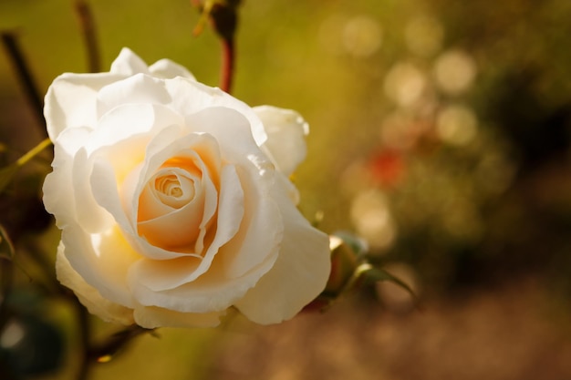 Suave rosa blanca en el jardín en el oscuro fondo borroso del bokeh