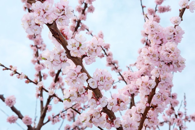 Suavemente rosa florescendo árvore de sakura no fundo do céu azul na primavera