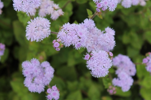 Suaves flores moradas de esponjosas esperan una alegre lluvia primaveral