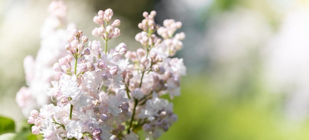 Suaves ramas de color rosa y blanco lilas en el fondo del follaje borroso Enfoque selectivo Banner Espacio de copia