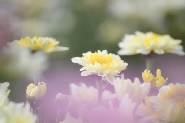 La suavidad borrosa de la flor del crisantemo con el resplandor del sol y el bokeh de la luz