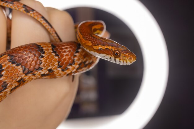 Subadulto occidental hognose sostenido en la mano de una mujer adulta