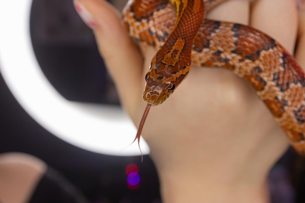 Subadulto western hognose segurado na mão de uma mulher adulta