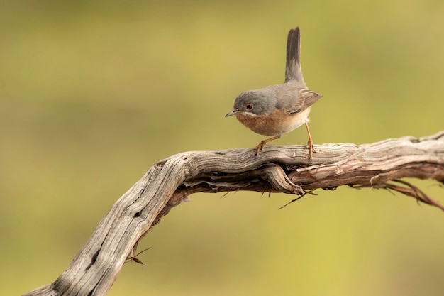 Subalpiner Waldsängermännchen in einem mediterranen Wald in der Nähe einer natürlichen Wasserstelle mit den ersten Lichtern