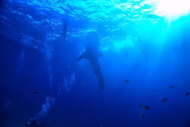 subaquático oceano / paisagem mundo subaquático, cena azul idílio natureza