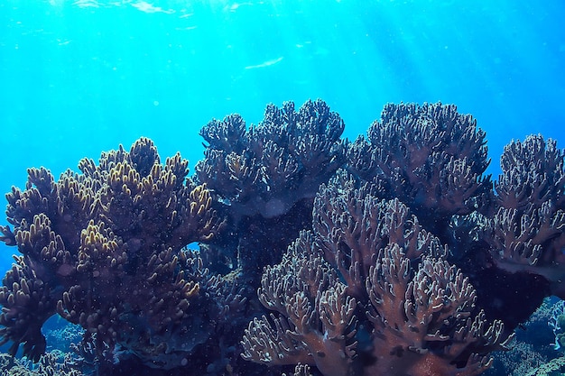 subaquático oceano / paisagem mundo subaquático, cena azul idílio natureza