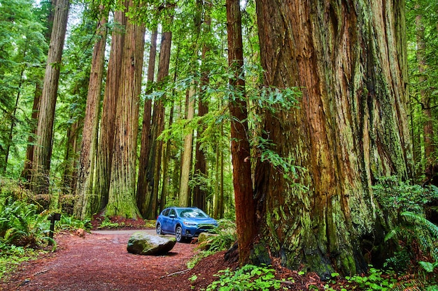 Subaru Crosstrek estacionado dentro do antigo Parque Nacional Redwoods