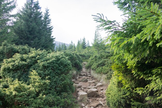 Sube a Hoverla. Sendero de montaña en la espesura de coníferas.