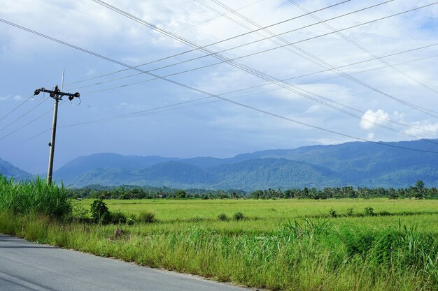 Foto subestación eléctrica en campos de arroz con cielo azul rodeado de montañas