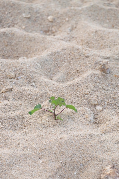 Subida de la planta de vida que crece en la tierra de tierra