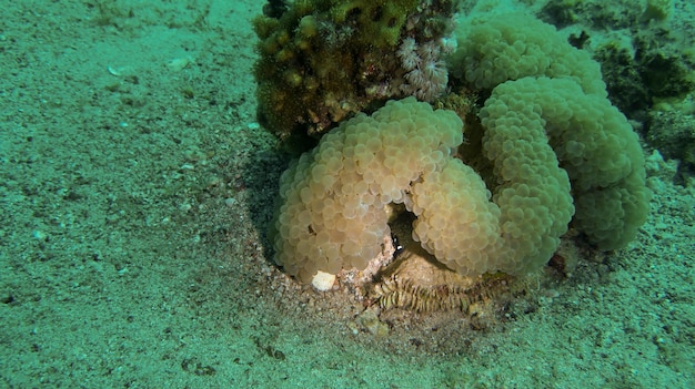 Submarinismo en el Mar Rojo